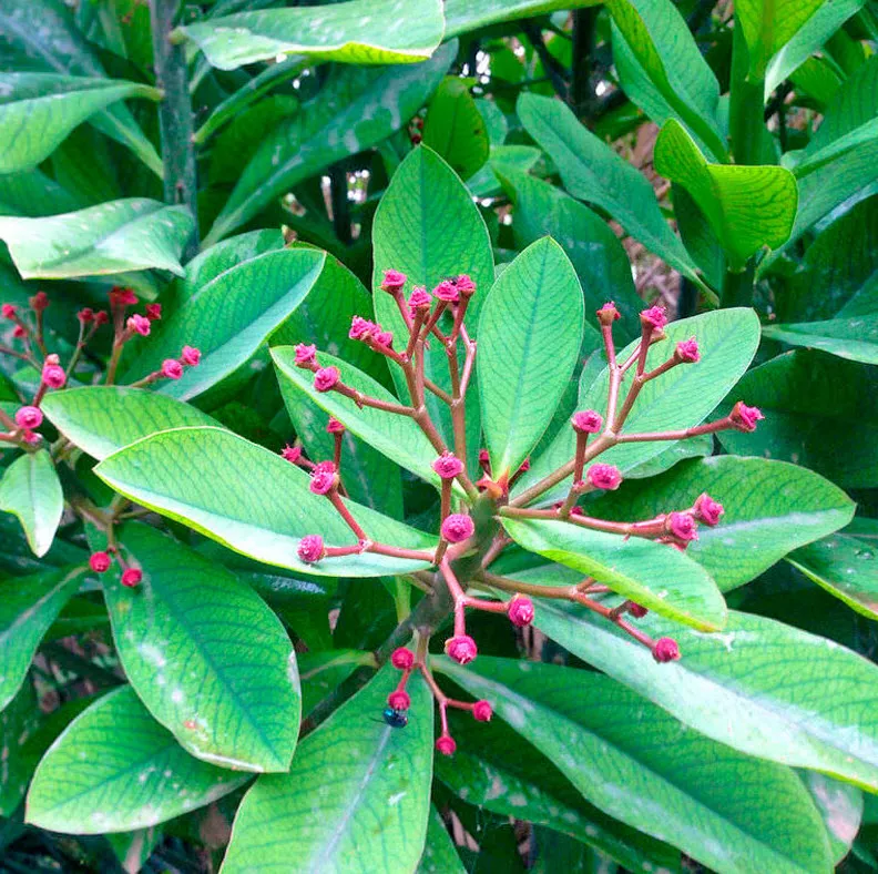 Молочай Синадениум Гранта d12 ХР 