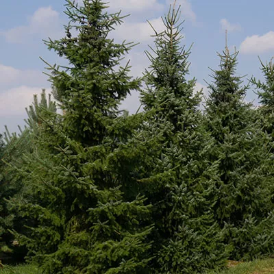 Растение Ель сербская м 260-280 п. - 2007 Gv 
