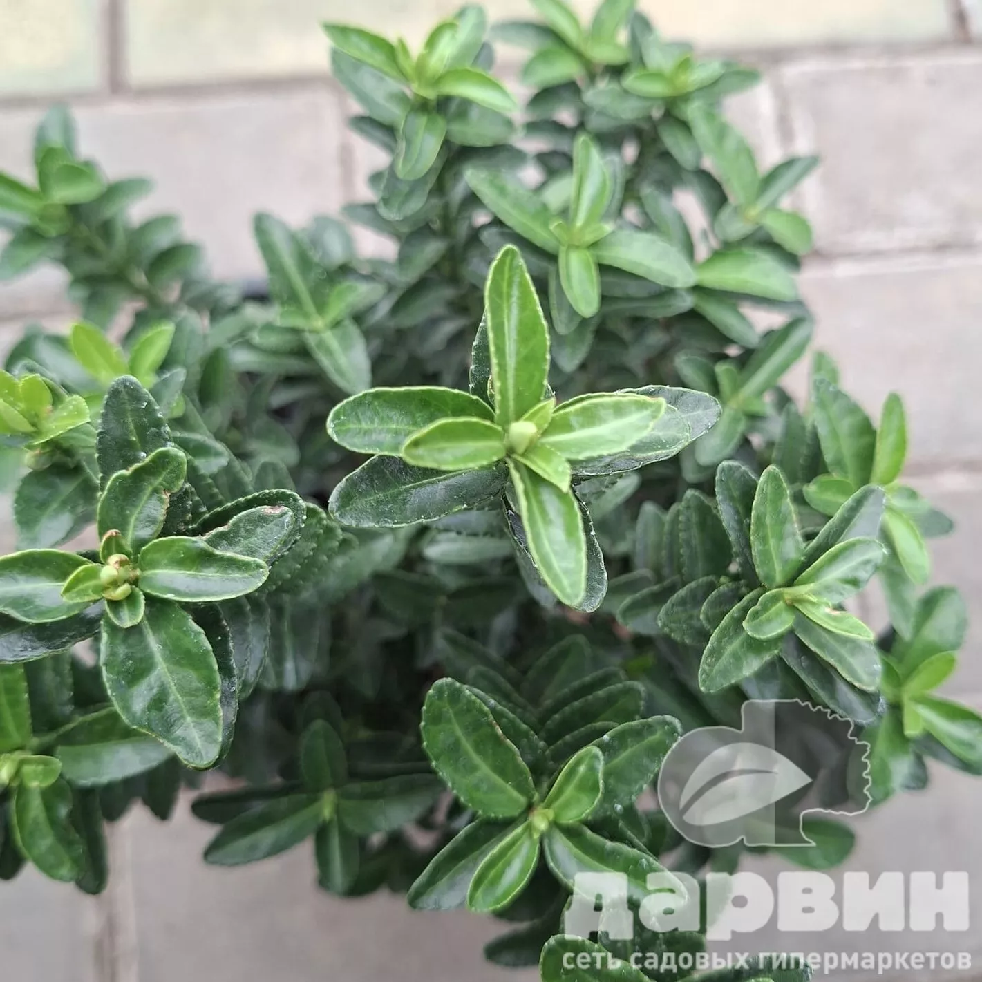 Бересклет японский Микрофилус v2 Lav 