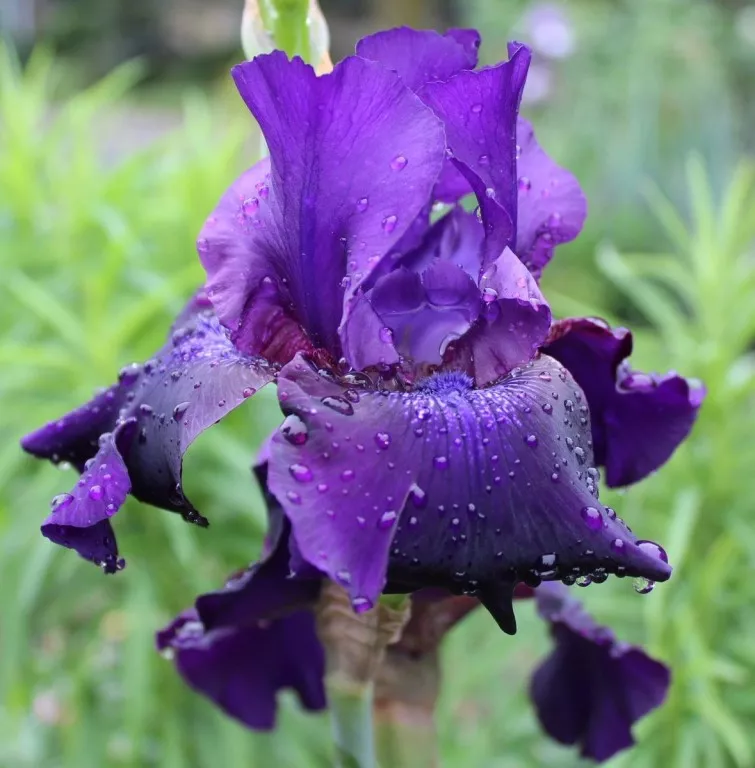 Ирис германский Розали Фидж v2 Tim 