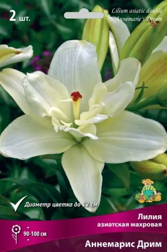 Луковица Лилия азиатская махровая Аннемарис Дрим  2шт Поиск 