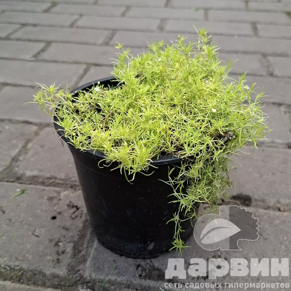 Мшанка Лайм Мосс d11 Tim 