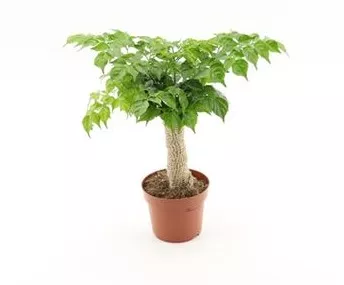 Радермахера синика d12 h30 