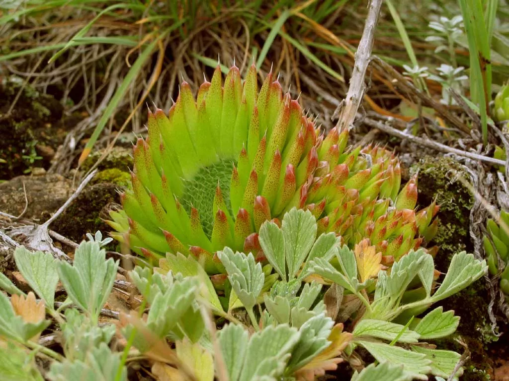 Горноколосник колючий с2 