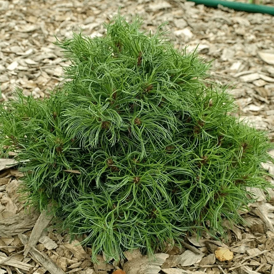 Сосна веймутова Грин Твист v5 Lav 