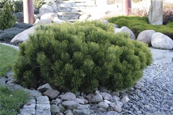 Сосна горная пумилио v13 30-40 Tw 