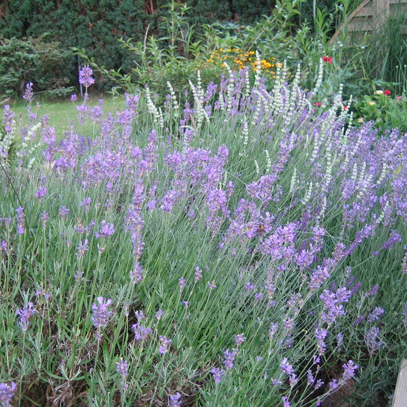 Лаванда узколистная Дварф Блю v4 h20-25 Tw 