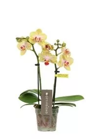 Фаленопсис 2 ст Стелла d7 h25 