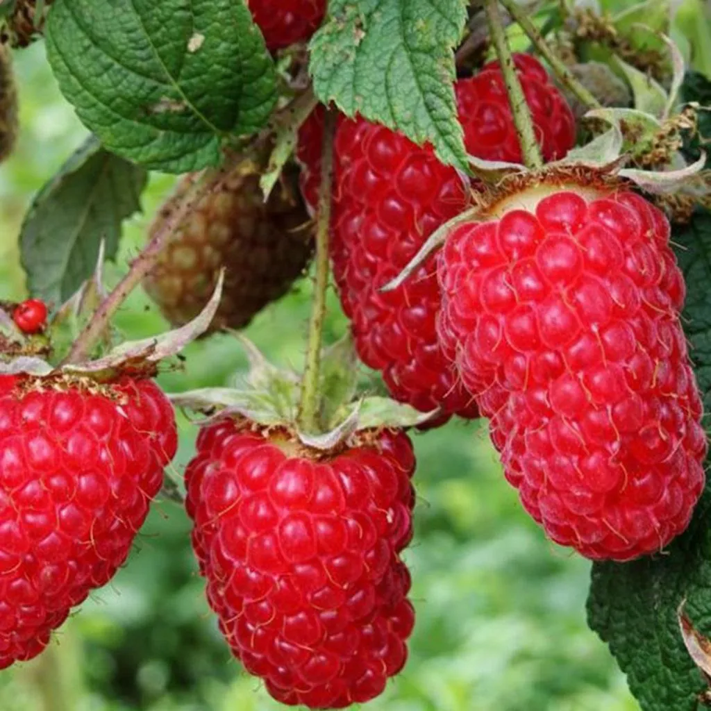 Малина Лель в коробке Tim 