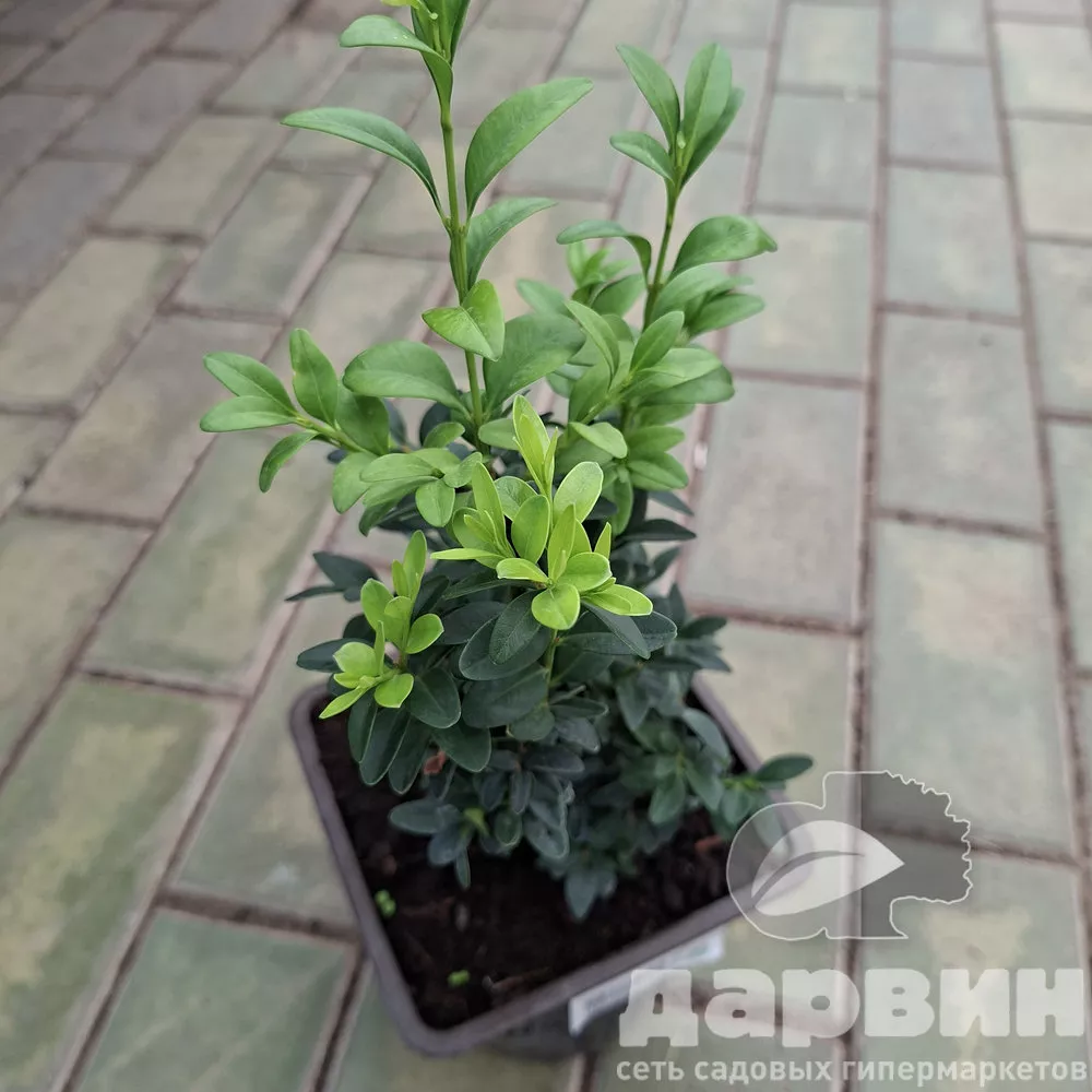 Самшит в2 лав