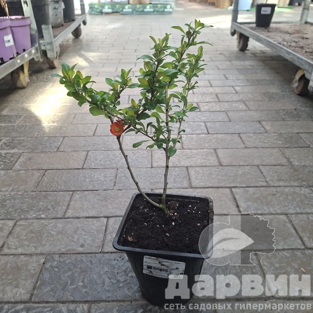 Айва японская Сарженти v2 Lav 