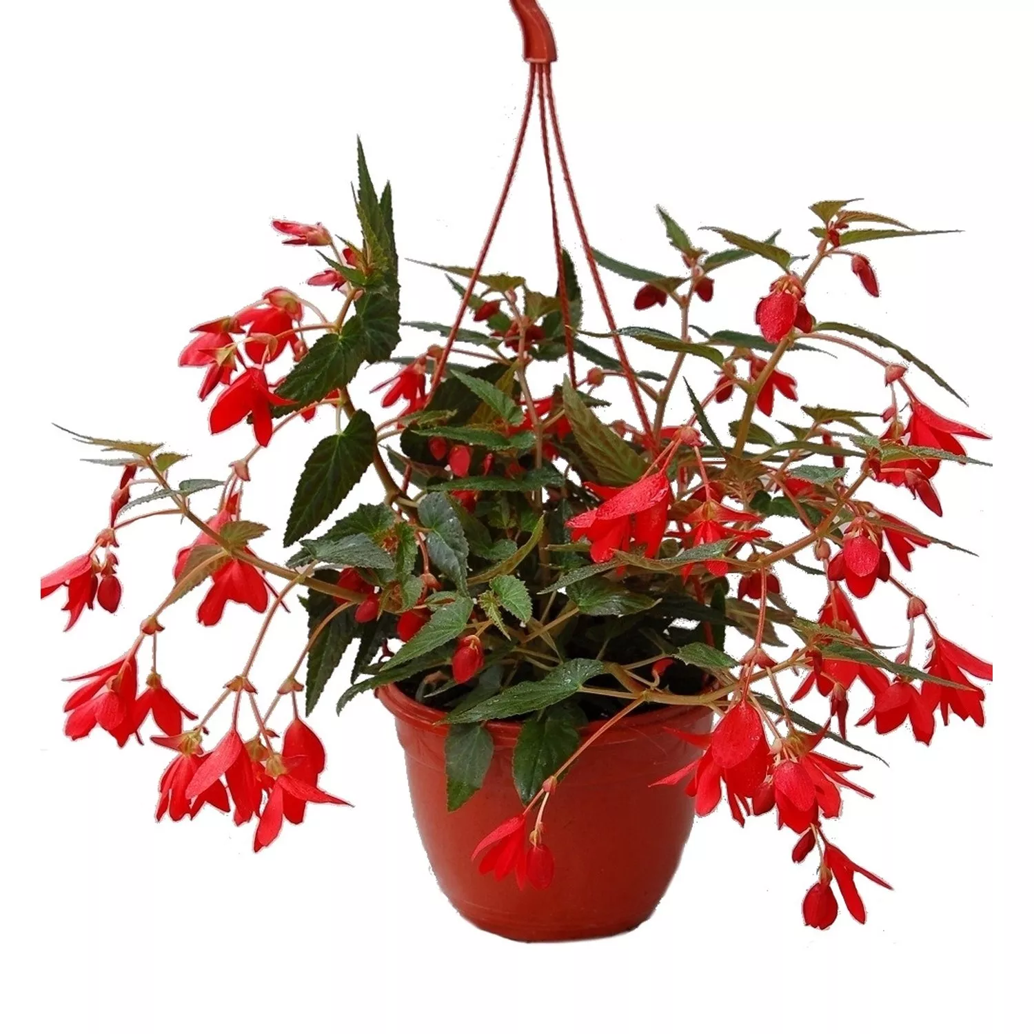 Бегония ампельная в кашпо МО 