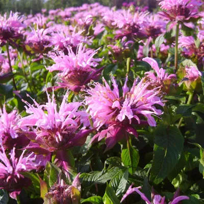 Кореневище Монарда гибридная Бьюти ов Кобэм 1шт Поиск 