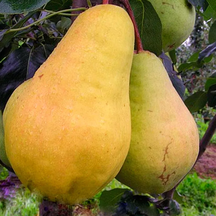 Груша Видная средн v7 100-120 Tim 