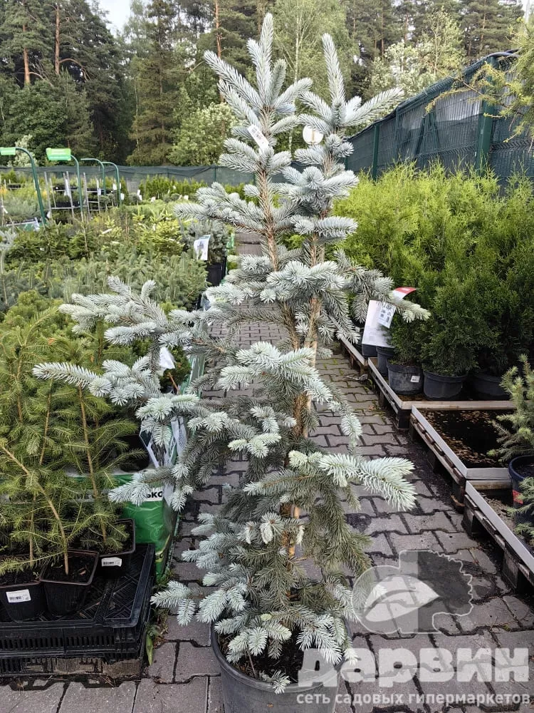 Ель колючая Хупси 100-120 C20 Bor 