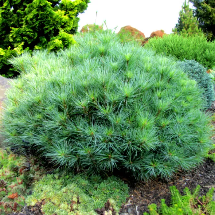 Растение сосна веймутова Radiata 60/70, C25 Ks 