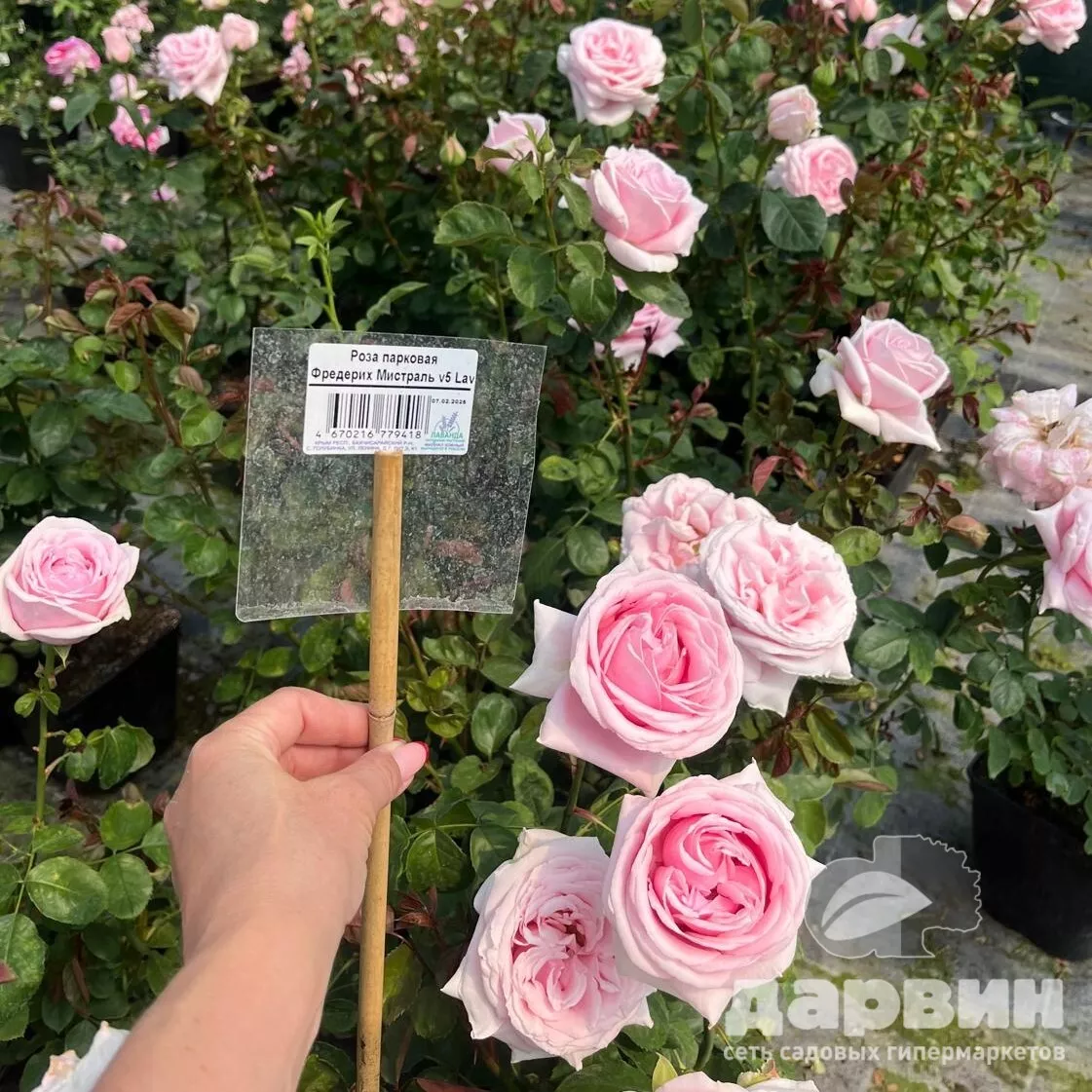 Роза парковая Фредерих Мистраль v5 Lav 