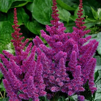 Корневище Астильба китайская Блэк энд Блу I 1шт Поиск 