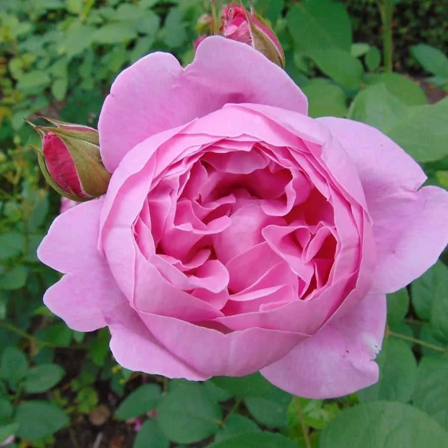 Роза английская Мэри Роуз v3 Lav 