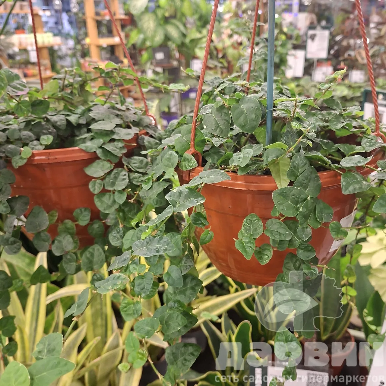 Фикус пумила кашпо d23 Tim 