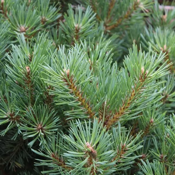 Растение сосна обыкновенная Лодж хил С20 штамб 60см 