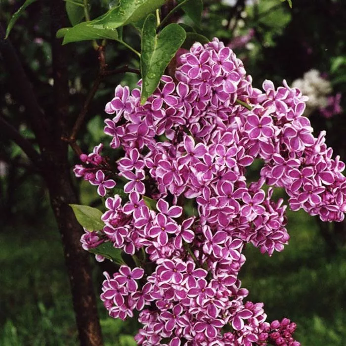 Сирень обыкновенная Сенсация v5 Lav 