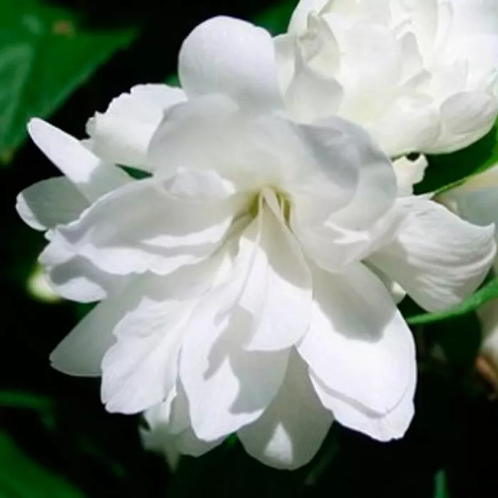 Чубушник Виргинал С5 60-80см 