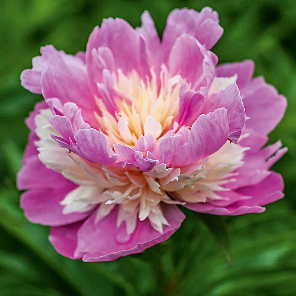 Пион Сорбет v5 Tim 