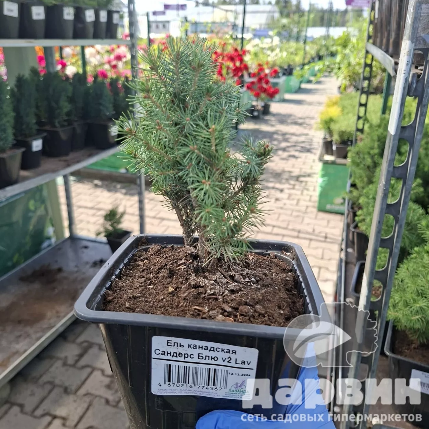 Ель канадская Сандерс Блю v2 Lav 