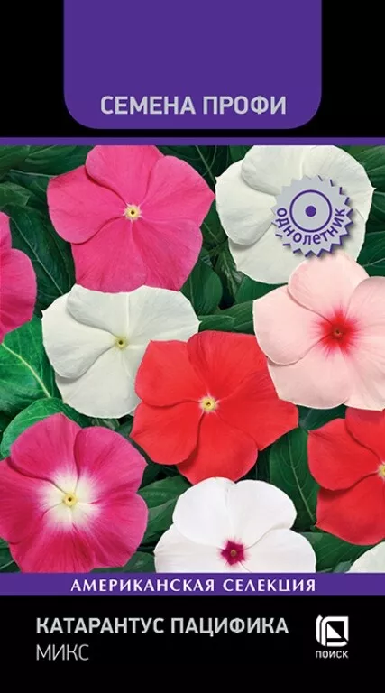 Семена Катарантус Пацифика Микс 10 шт  Поиск 