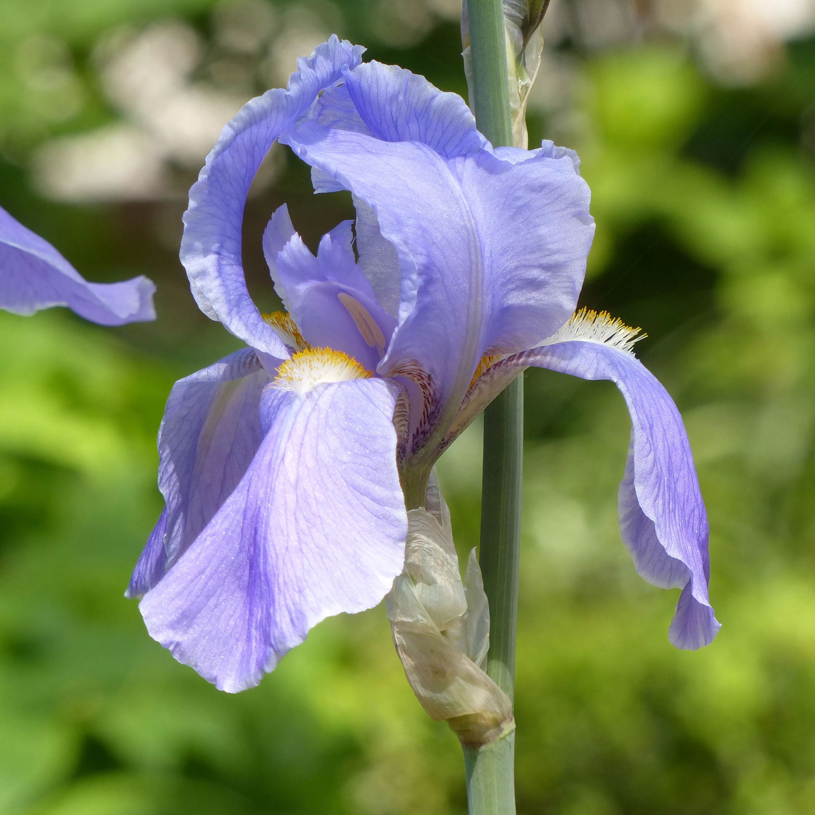 Корневище Ирис Паллида Варигейт, 1шт/уп 