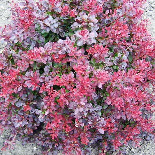 Барбарис тунберга Атропурпурея нана Р19/25-30 Tw 