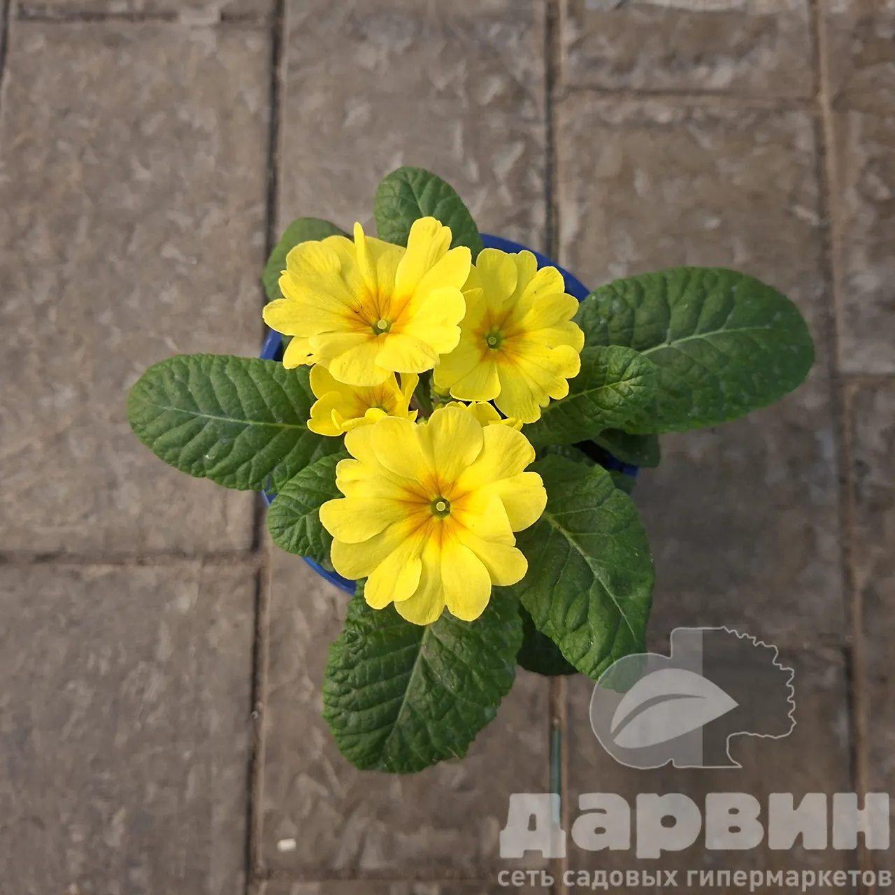 Примула в ассортименте d10 Tim 