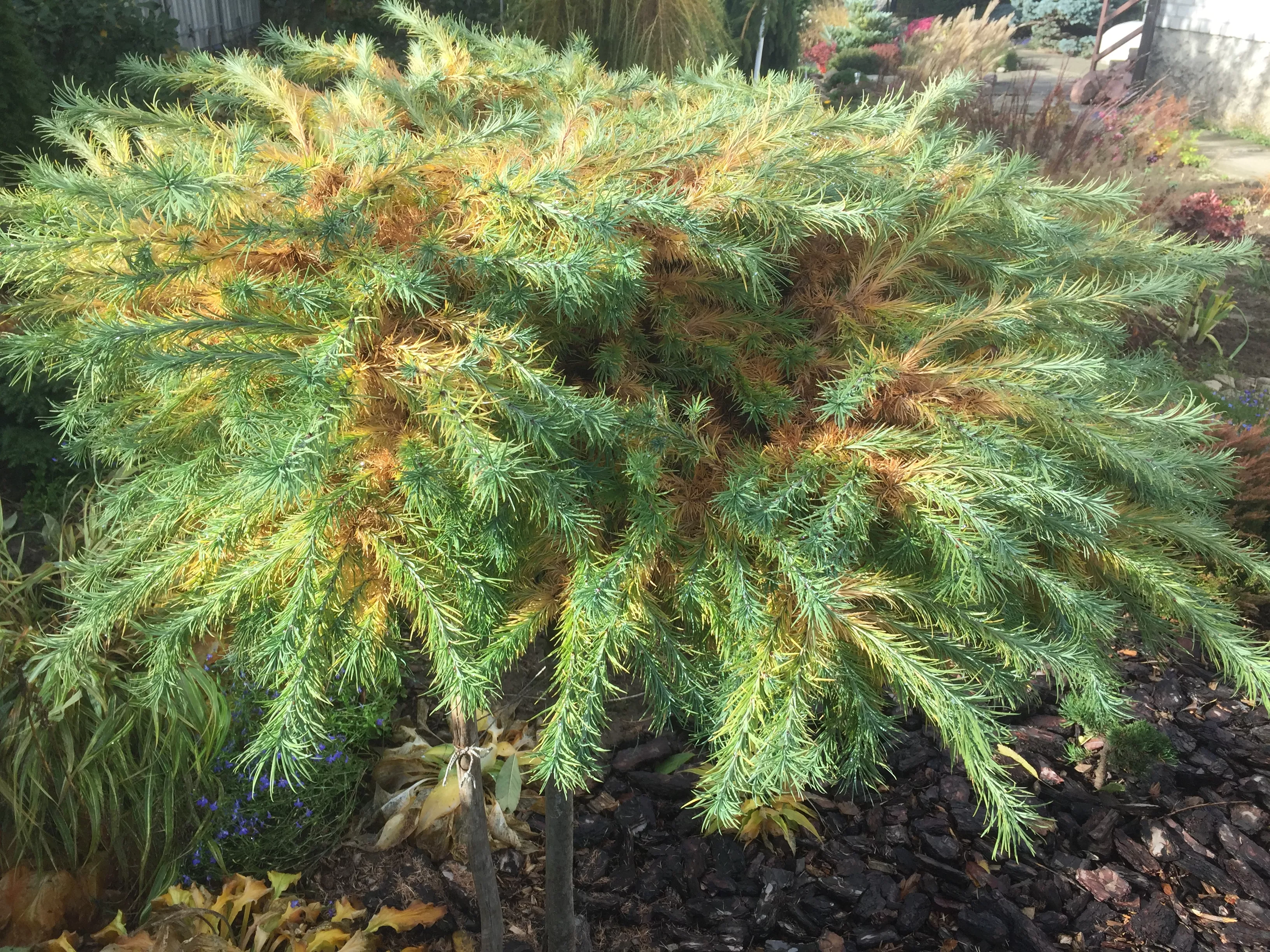 Лиственница кемпфера Блю Дварф C3 20-25 cm Mt 