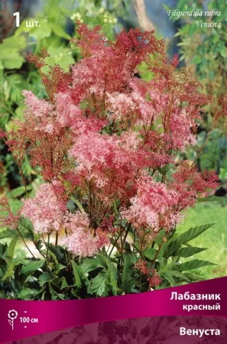 Кореневище Лабазник красный Венуста 1шт Поиск 