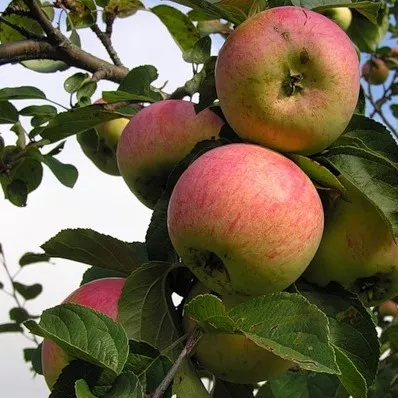 Яблоня Анис v5-10 Tim 