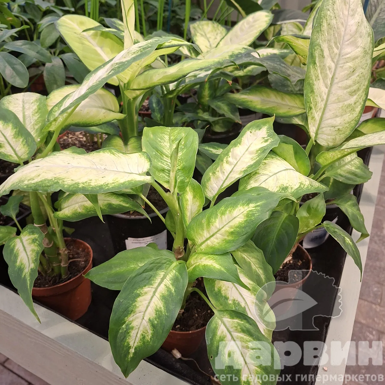 Диффенбахия Камилла д9 (4) WM