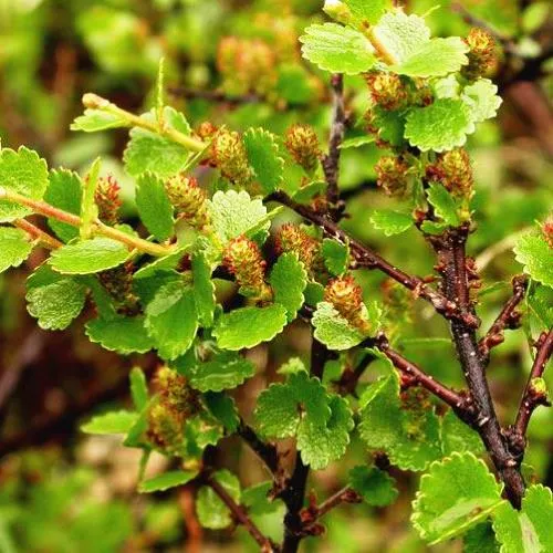 Берёза карликовая С5, 40-50см 