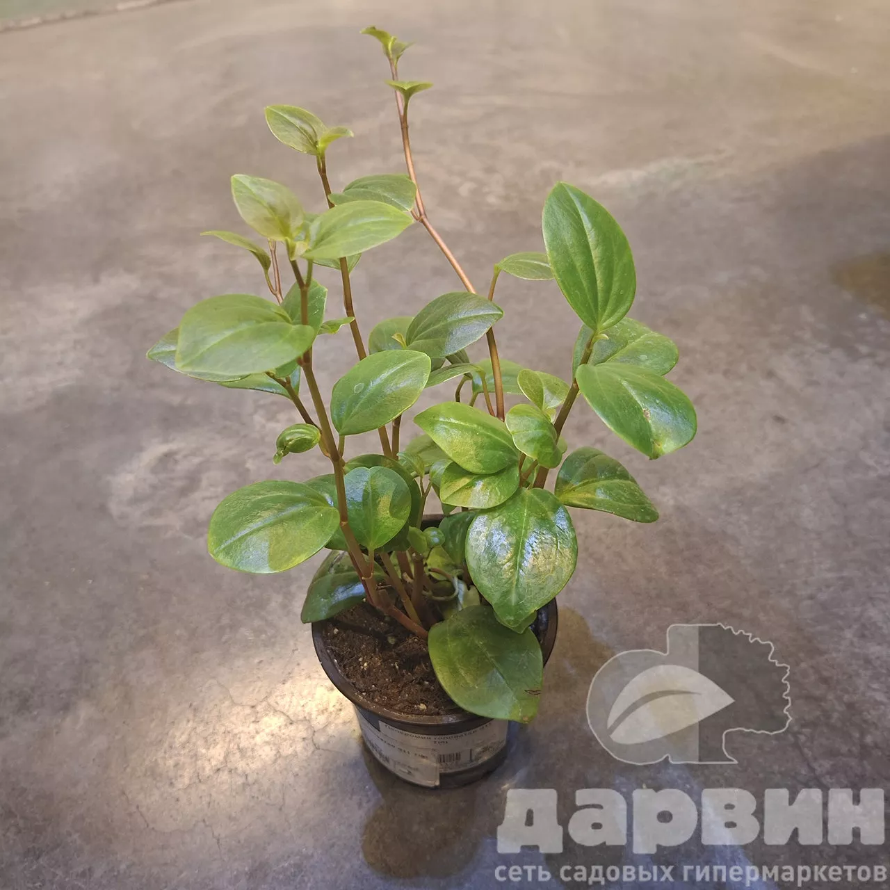 Пеперомия головатая d11 Tim 