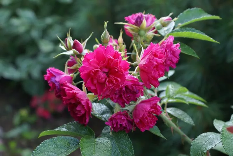 Роза плетистая Ф.Дж.Гротендорст v2 Dem 