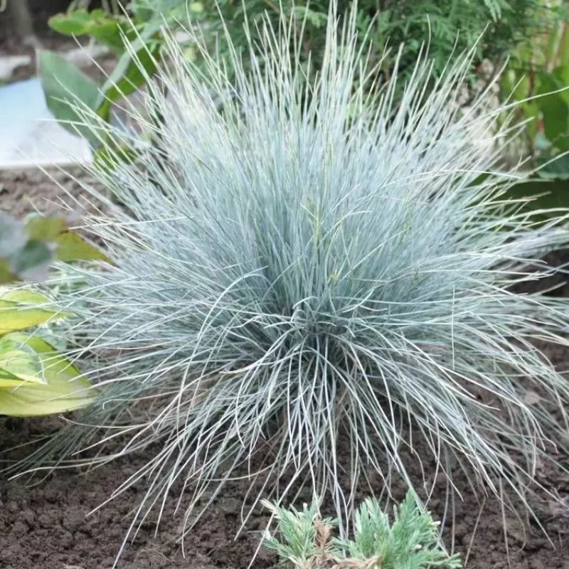 Овсяница Азурит v2 Tim 