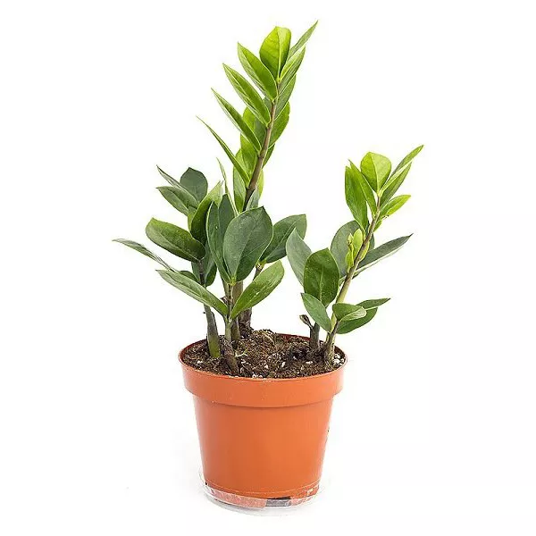 Замиокулькас d9 