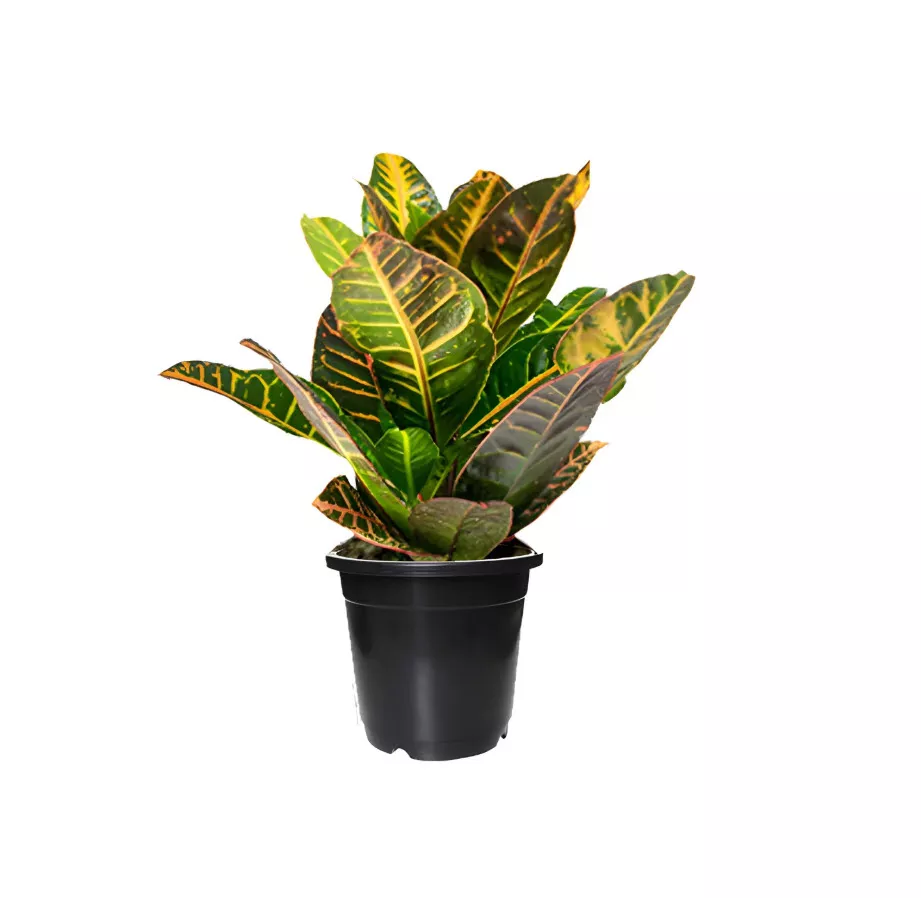 Кротон d12 ХР 