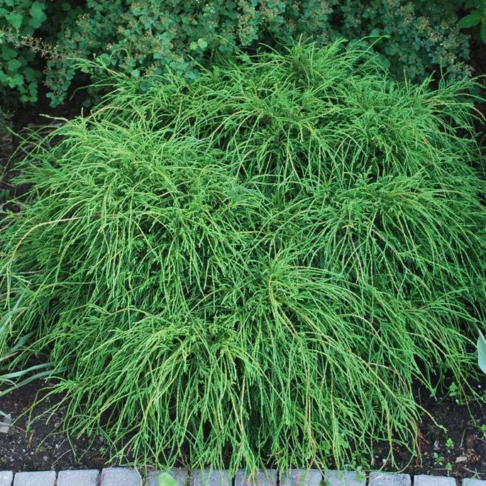 Растение кипарисовик Филифера нана с10 Kur 