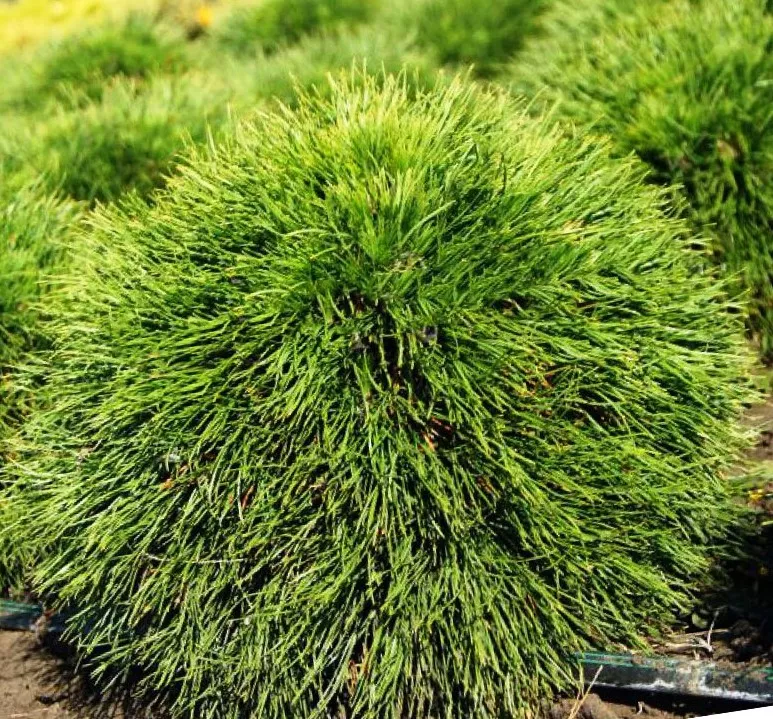 Сосна горная Варелла v25 Lav 