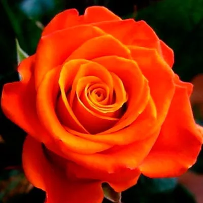 Роза чайно-гибридная Моника v5 Tim 