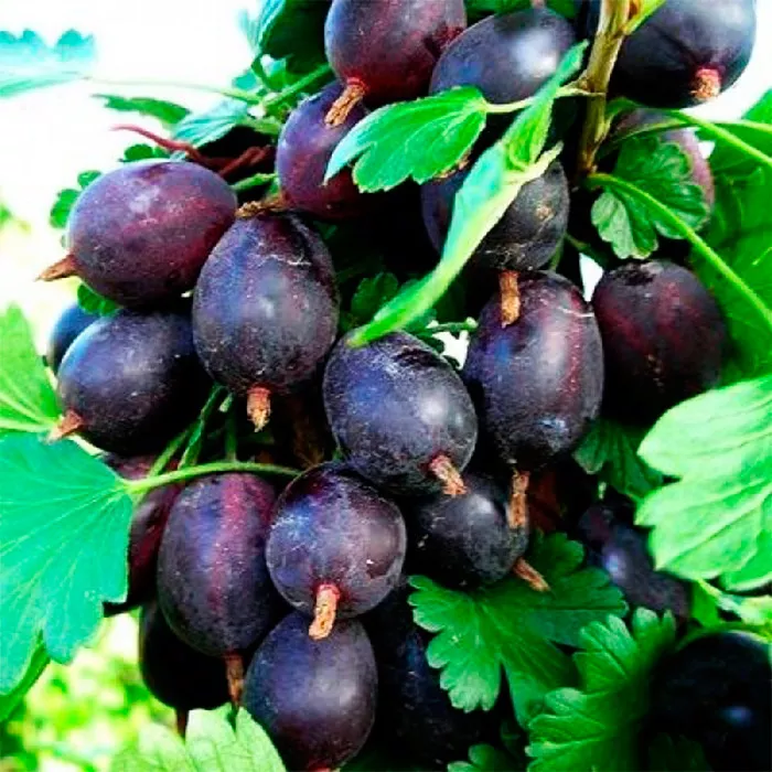 Основное изображение