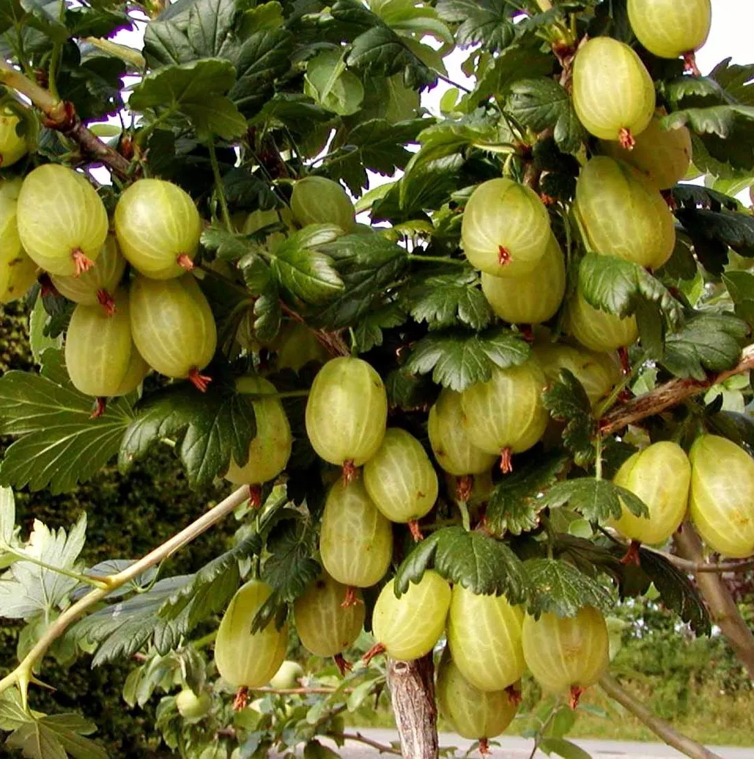 Крыжовник Инвикта зел v5 Tim 