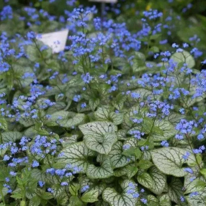 Брунера Джек Фрост v2 Tim 