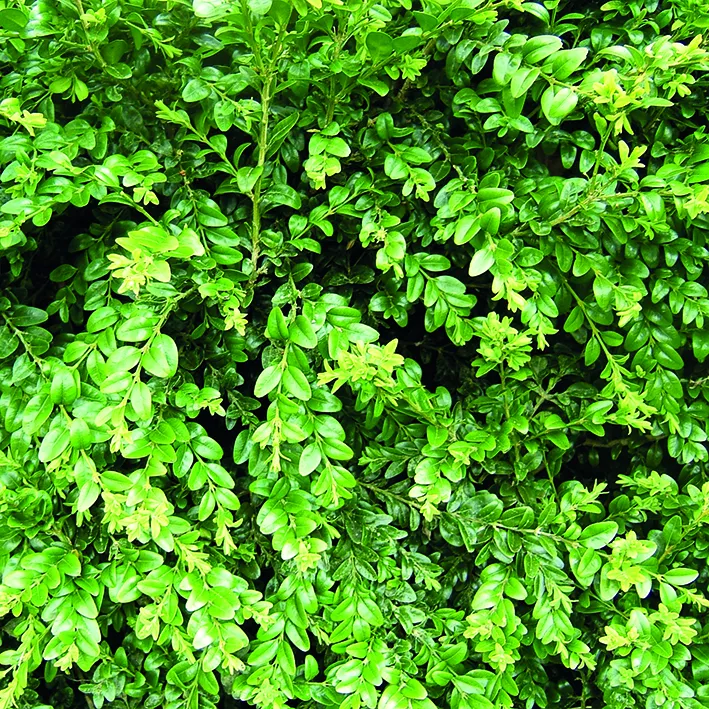 Самшит вечнозеленый c1,5-2 h20-30 BL 